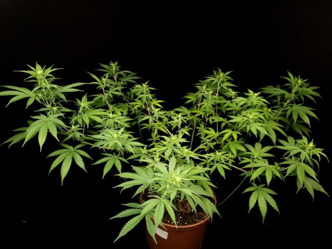 Zkittlez. Week 9