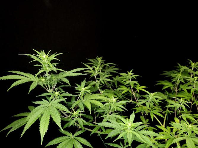 Zkittlez. Week 9