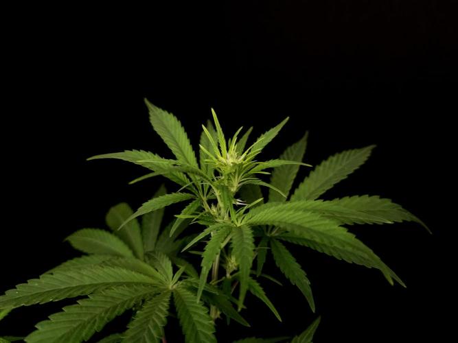 Zkittlez. Week 9