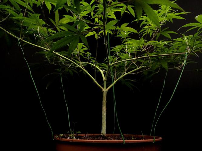 Zkittlez. Week 9