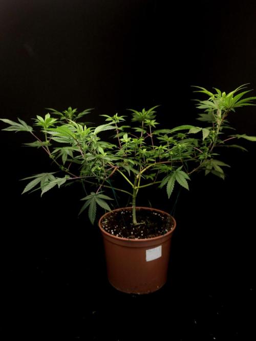 Girl Scoute Cookies. Week 9