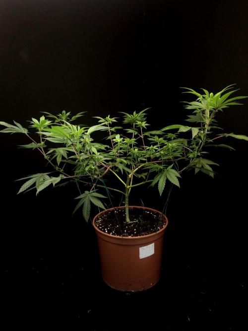 Girl Scoute Cookies. Week 9
