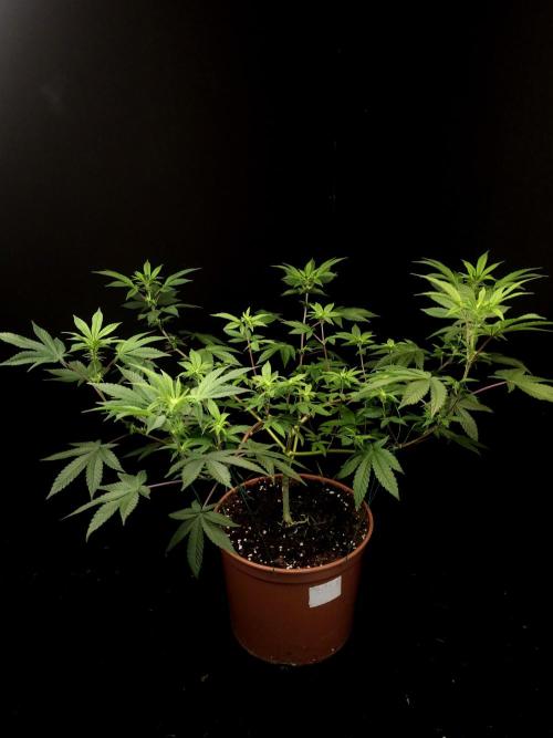 Girl Scoute Cookies. Week 9