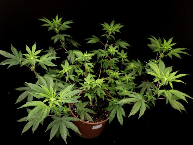 Girl Scoute Cookies. Week 9