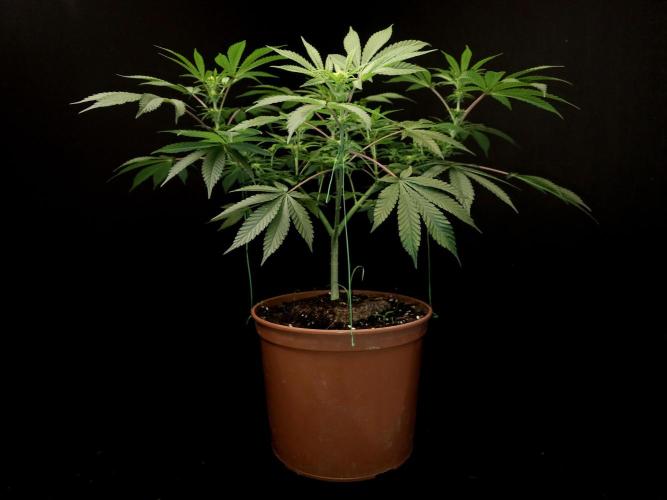 White Widow. Week 9
