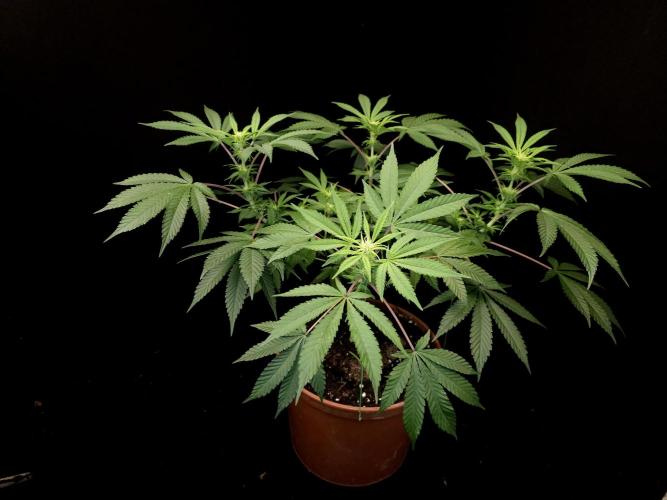 White Widow. Week 9