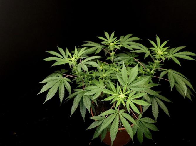 White Widow. Week 9