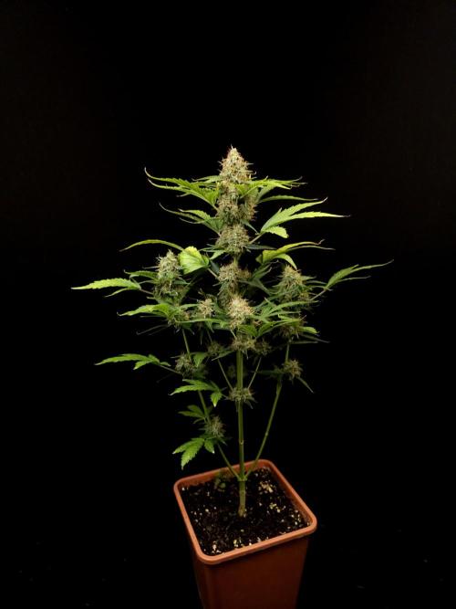 Zkittlez automatic. Week 9