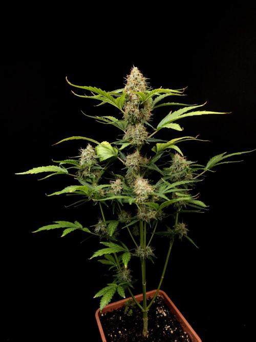 Zkittlez automatic. Week 9