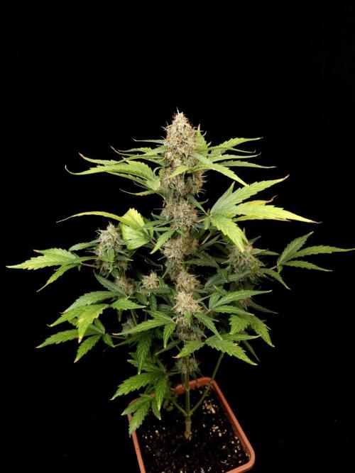 Zkittlez automatic. Week 9