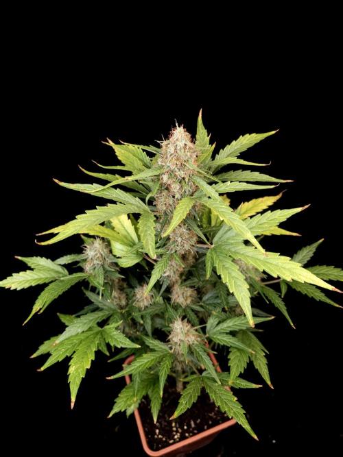 Zkittlez automatic. Week 9