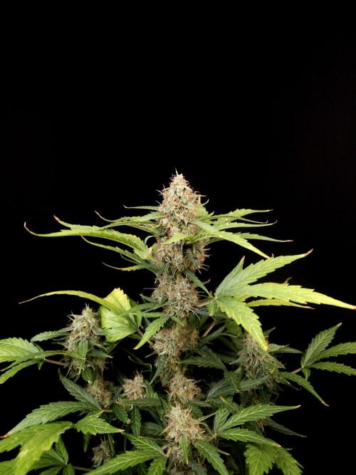 Zkittlez automatic. Week 9
