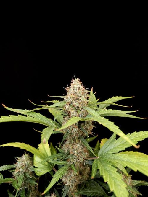 Zkittlez automatic. Week 9