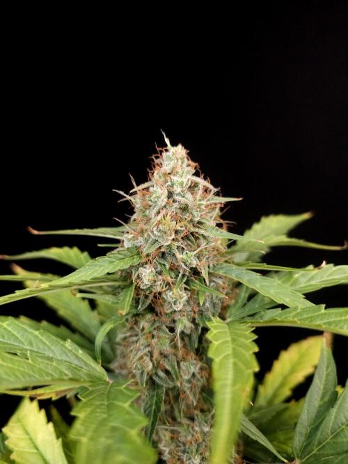 Zkittlez automatic. Week 9