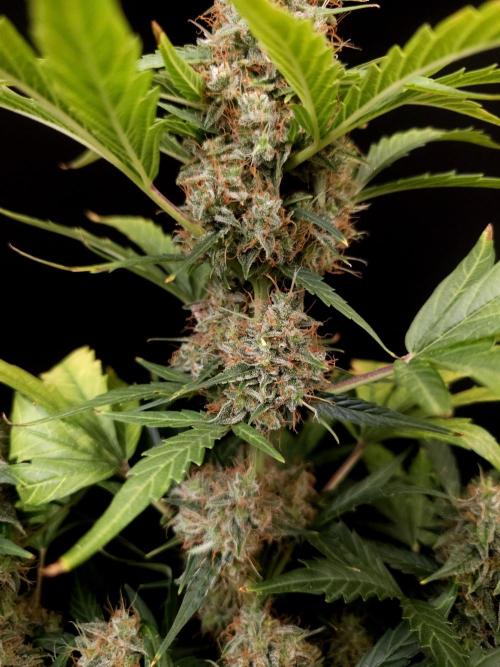 Zkittlez automatic. Week 9