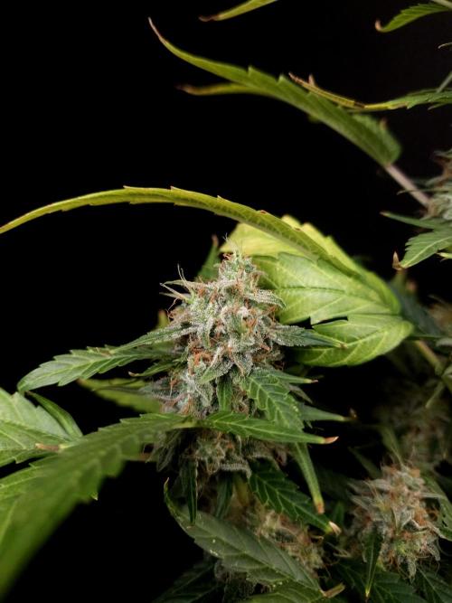 Zkittlez automatic. Week 9