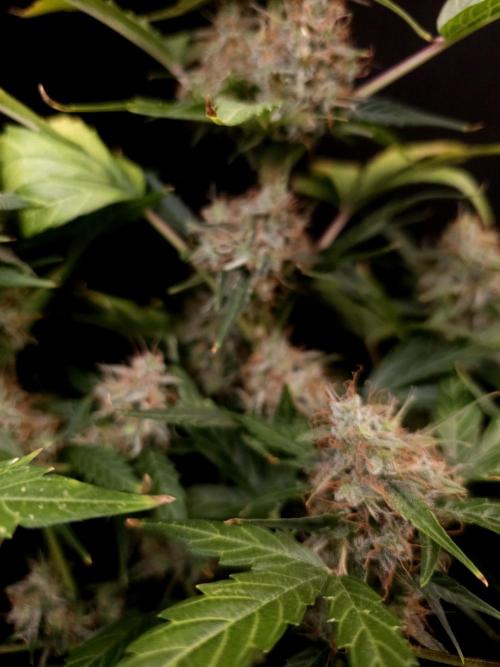 Zkittlez automatic. Week 9