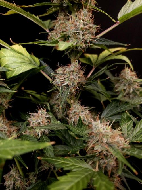 Zkittlez automatic. Week 9