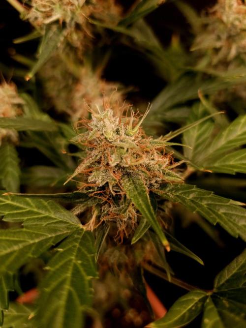 Zkittlez automatic. Week 9