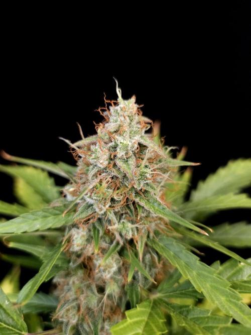 Zkittlez Automatic. Week 9