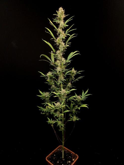 Zkittlez automatic 2. Week 9