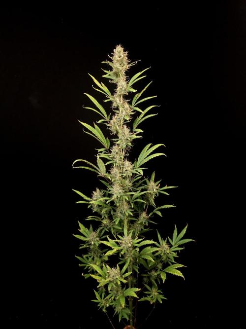 Zkittlez automatic 2. Week 9
