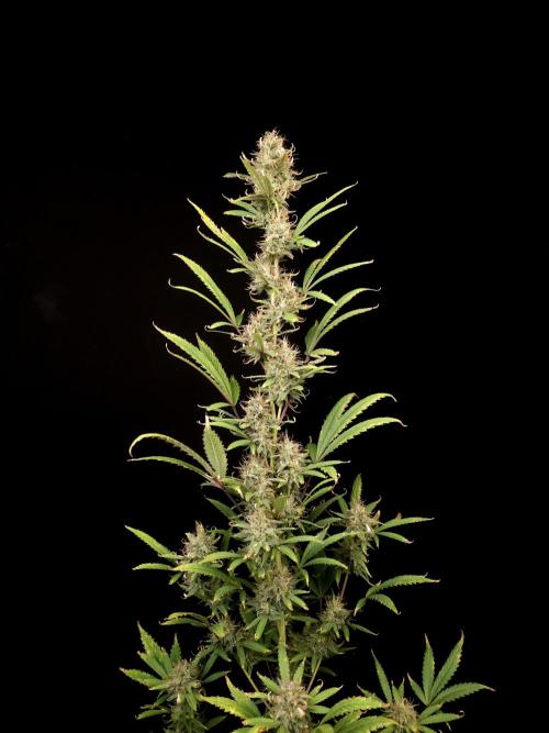 Zkittlez automatic 2. Week 9