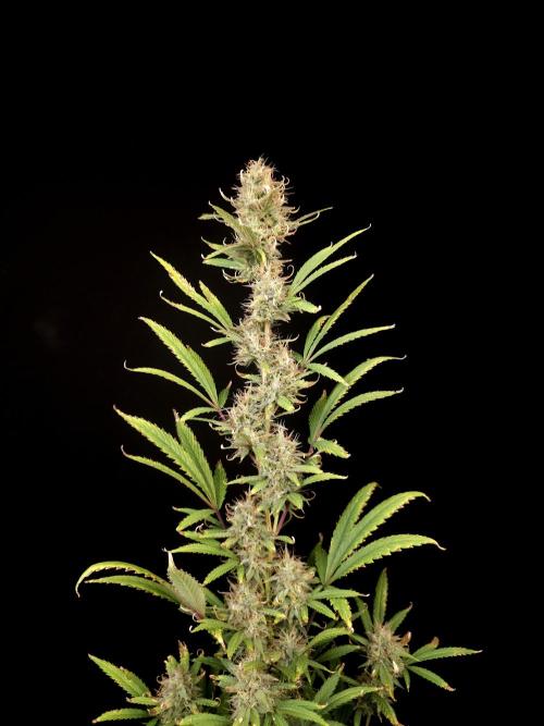 Zkittlez automatic 2. Week 9