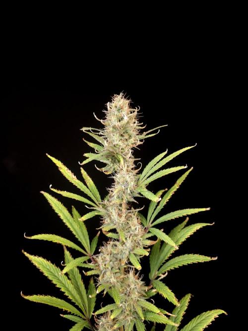 Zkittlez automatic 2. Week 9