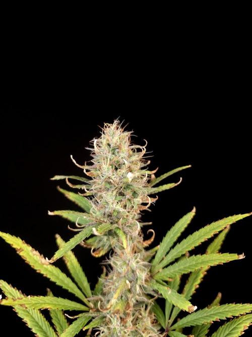 Zkittlez automatic 2. Week 9