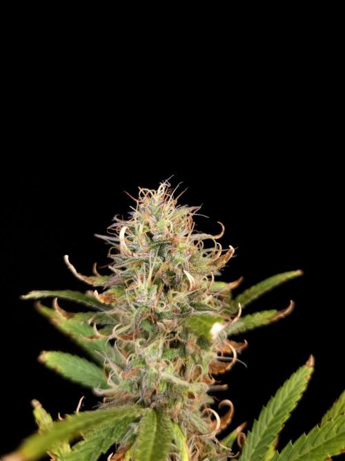 Zkittlez automatic 2. Week 9