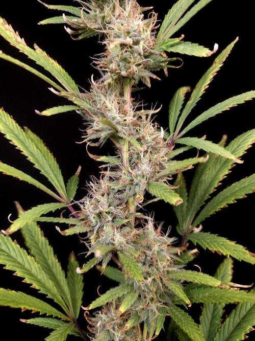 Zkittlez automatic 2. Week 9
