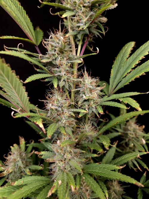 Zkittlez automatic 2. Week 9