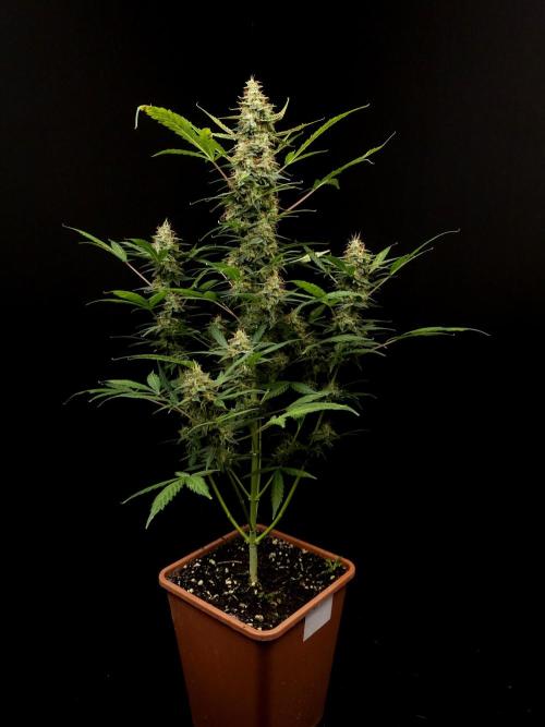 White widow auto. Week 9