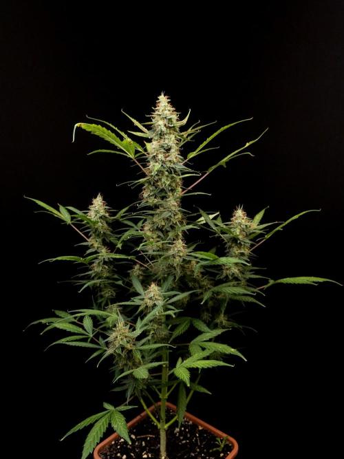White widow auto. Week 9