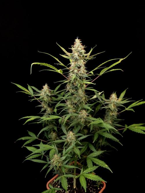 White widow auto. Week 9