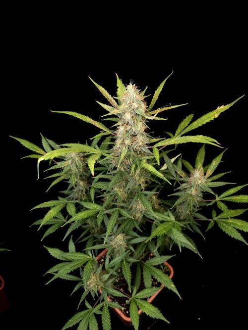 White widow auto. Week 9