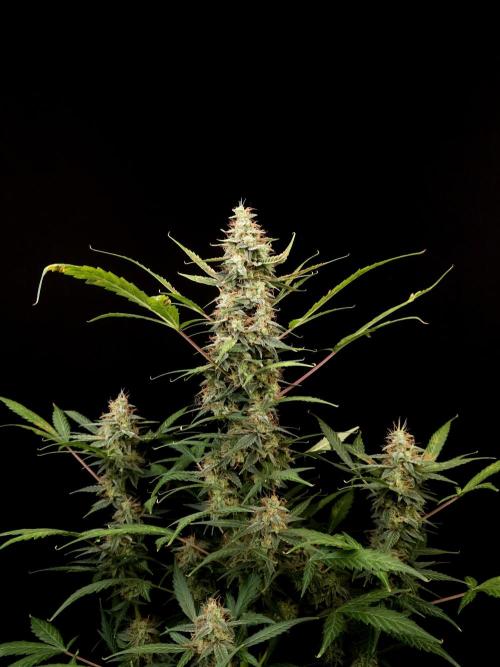 White widow auto. Week 9