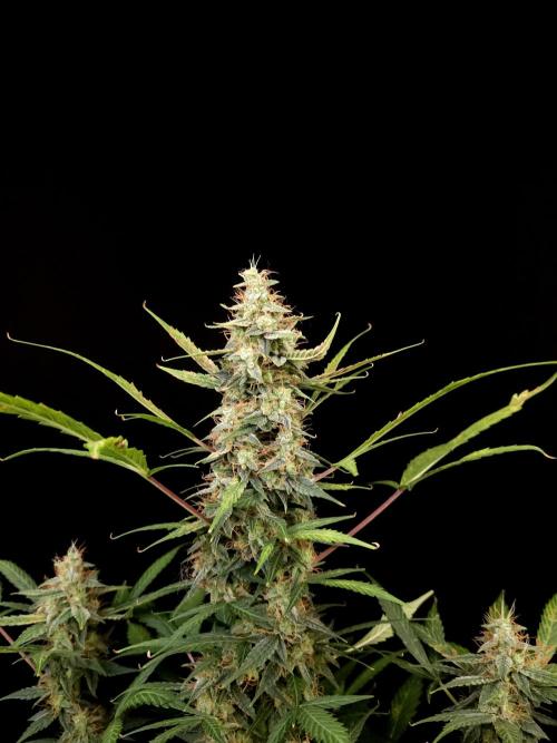 White widow auto. Week 9
