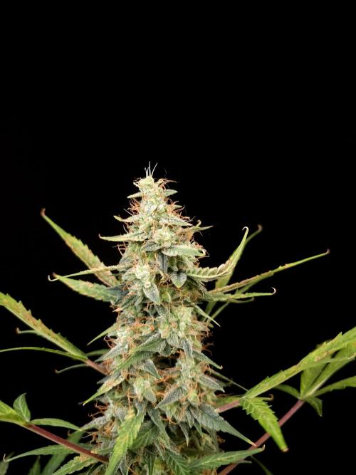 White widow auto. Week 9