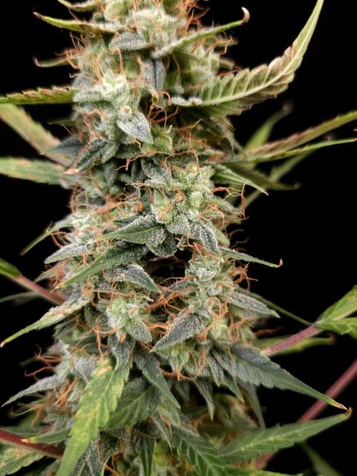 White widow auto. Week 9