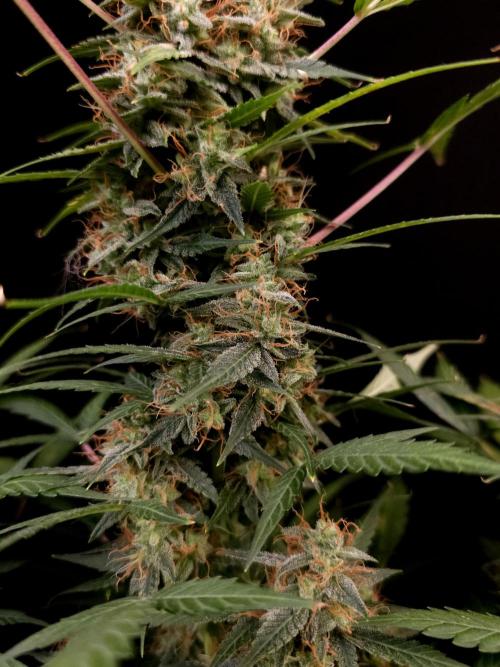 White widow auto. Week 9