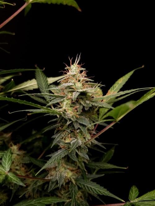 White widow auto. Week 9