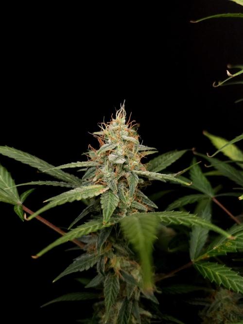 White Widow Auto. Week 9