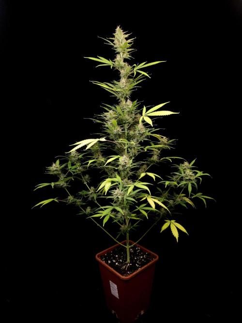 White widow auto 2. Week 9