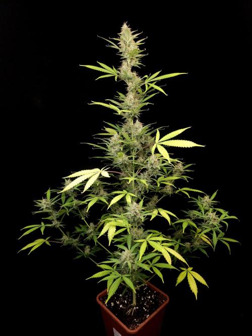 White widow auto 2. Week 9