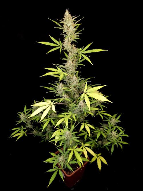 White widow auto 2. Week 9