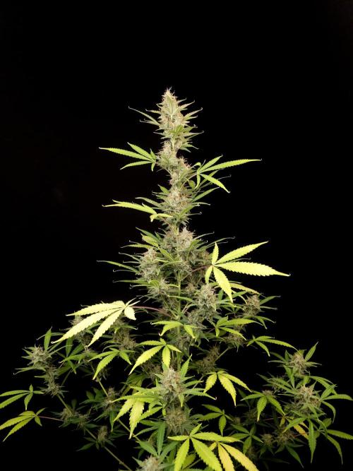 White widow auto 2. Week 9