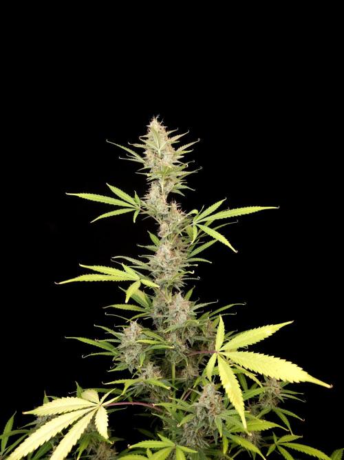 White widow auto 2. Week 9