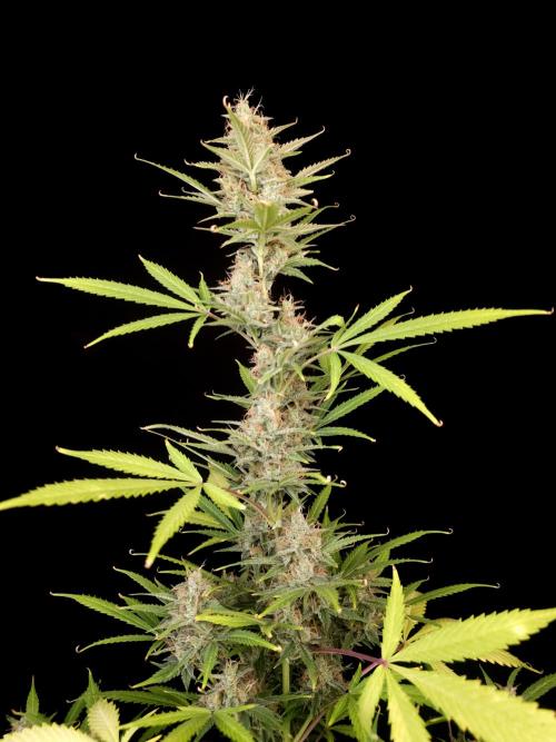 White widow auto 2. Week 9